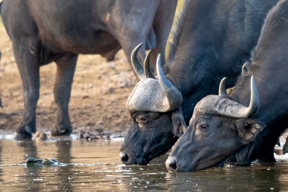 Big 5 Hunting Farm South Africa