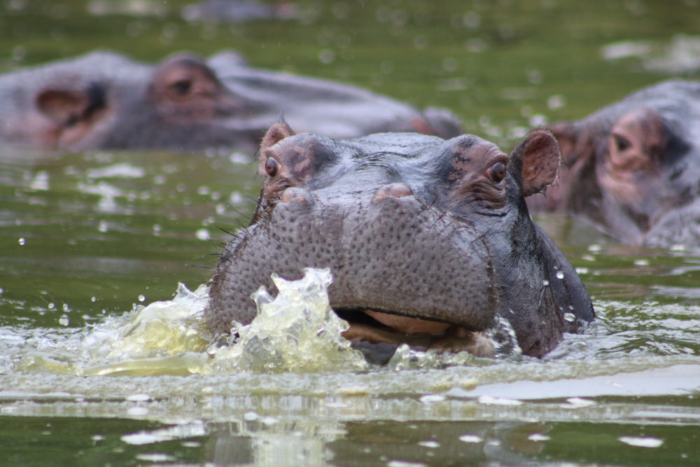 Professional Big 5 Hunting Safari South Africa