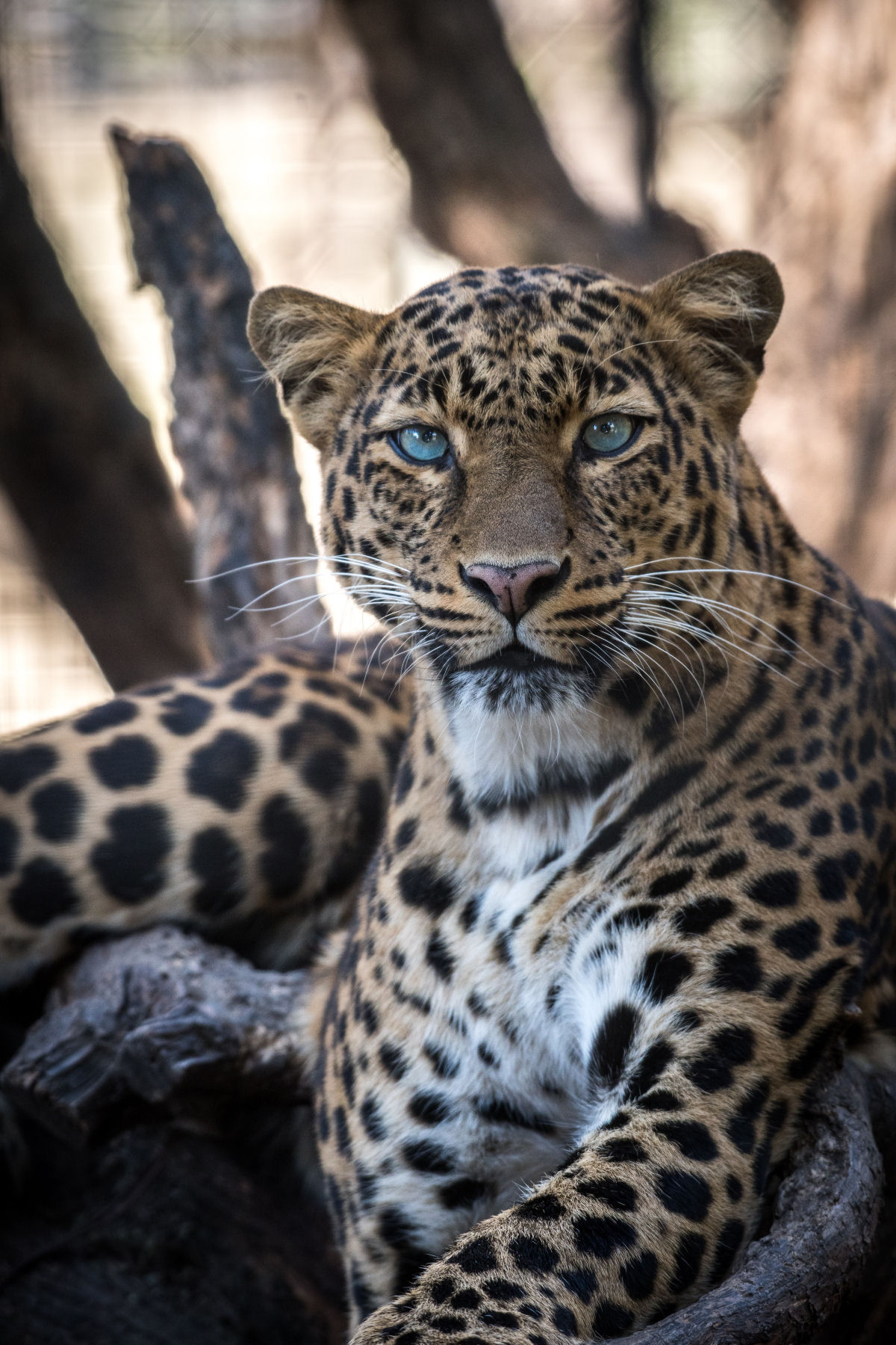 Big 5 Hunting Safari South Africa