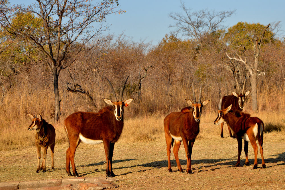 Hunting Safaris South Africa