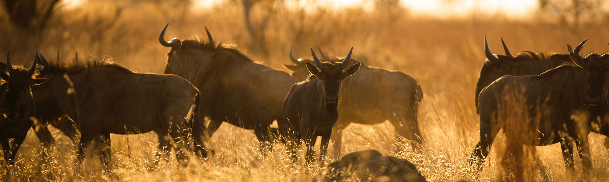 South Africa Hunting Safaris