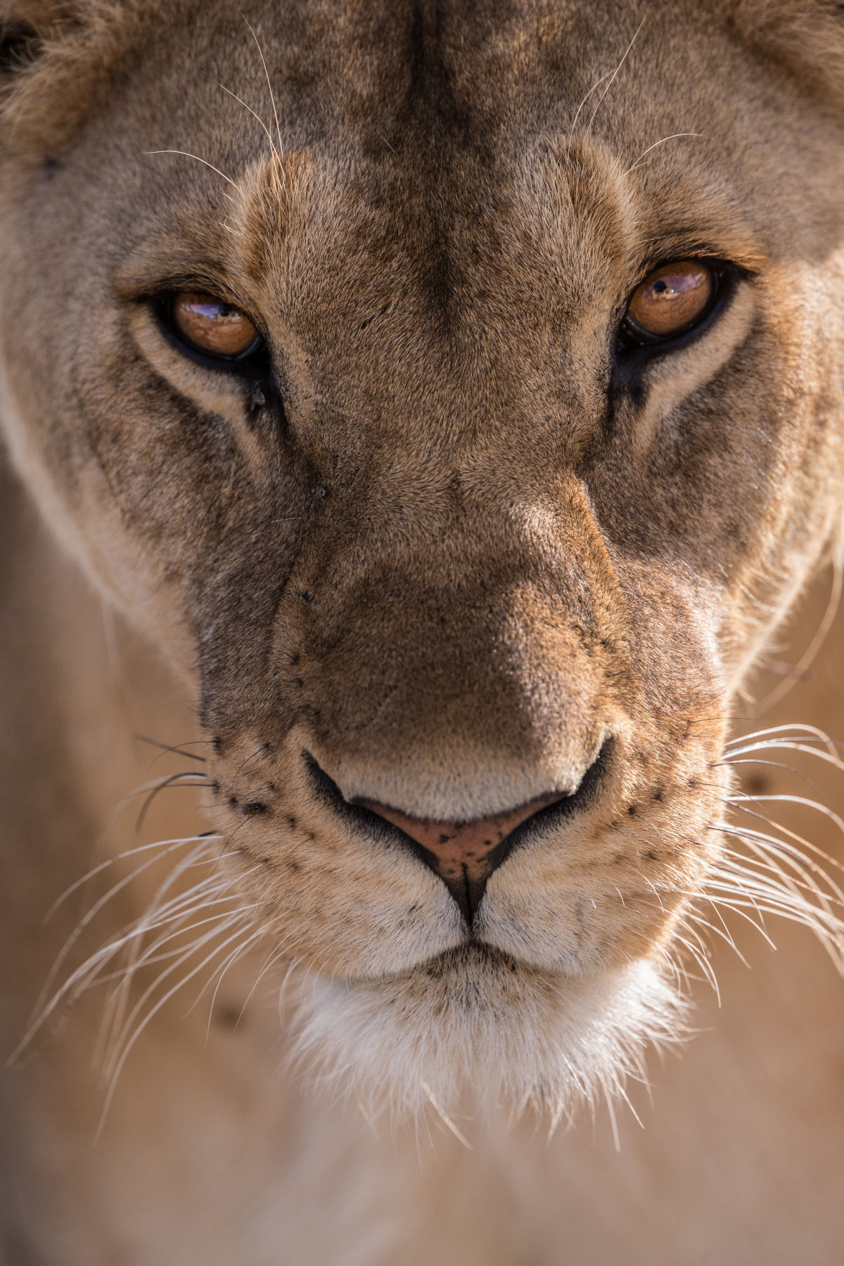 African professional hunting safari