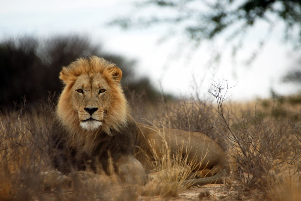 South Africa Ethical Lion Hunting