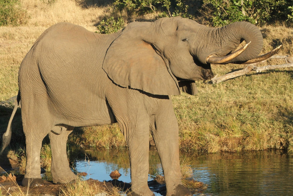 Sadaka Safaris Photographic Safaris South Africa