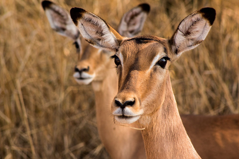 Photography Safaris South Africa