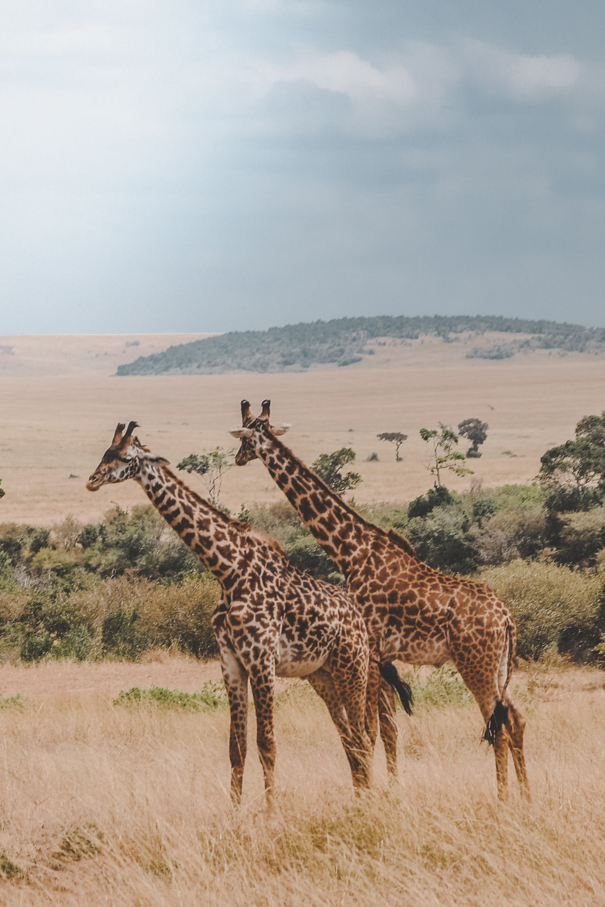 Photographic Wildlife Safari, South Africa