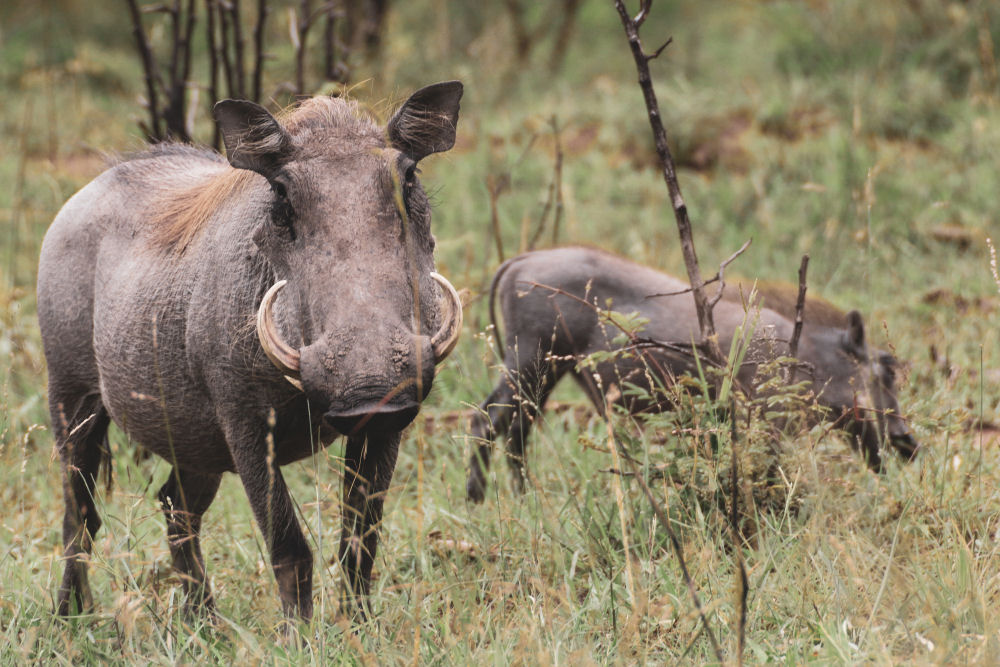 Bushpig Hunting South Africa