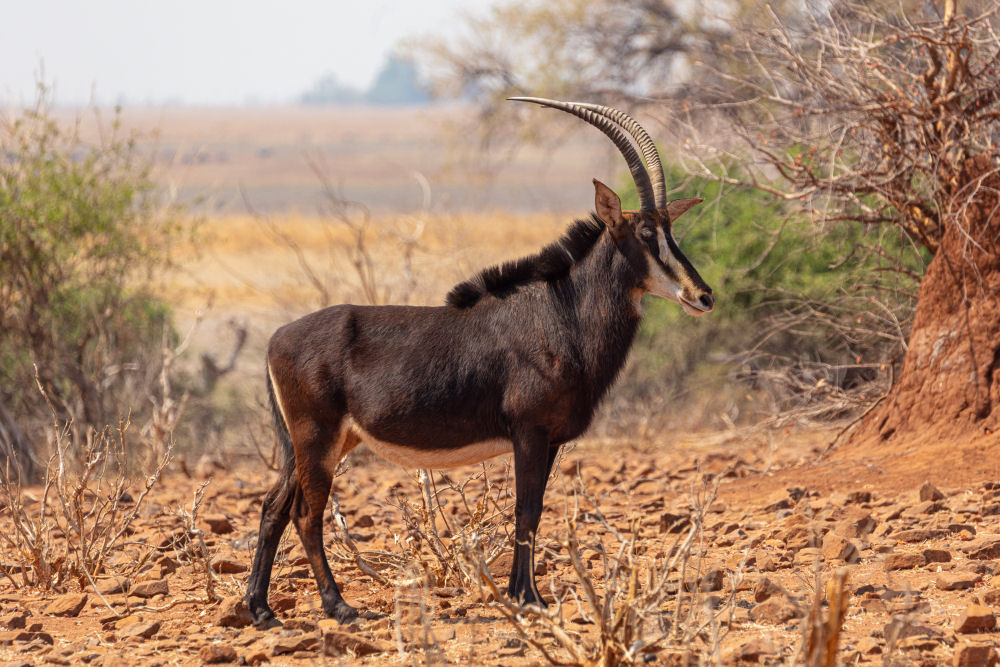 Bontebok Hunting South Africa