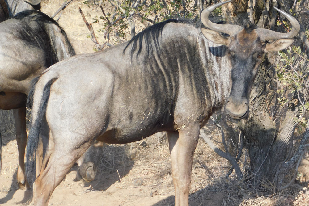 Wildebeest Hunting South Africa