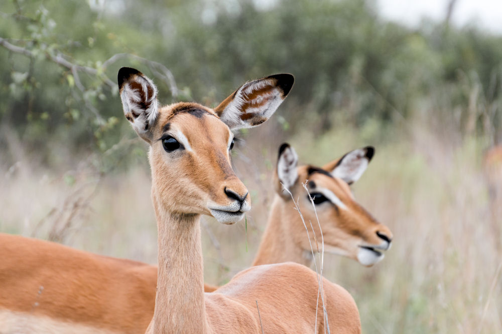 Photography Safaris South Africa