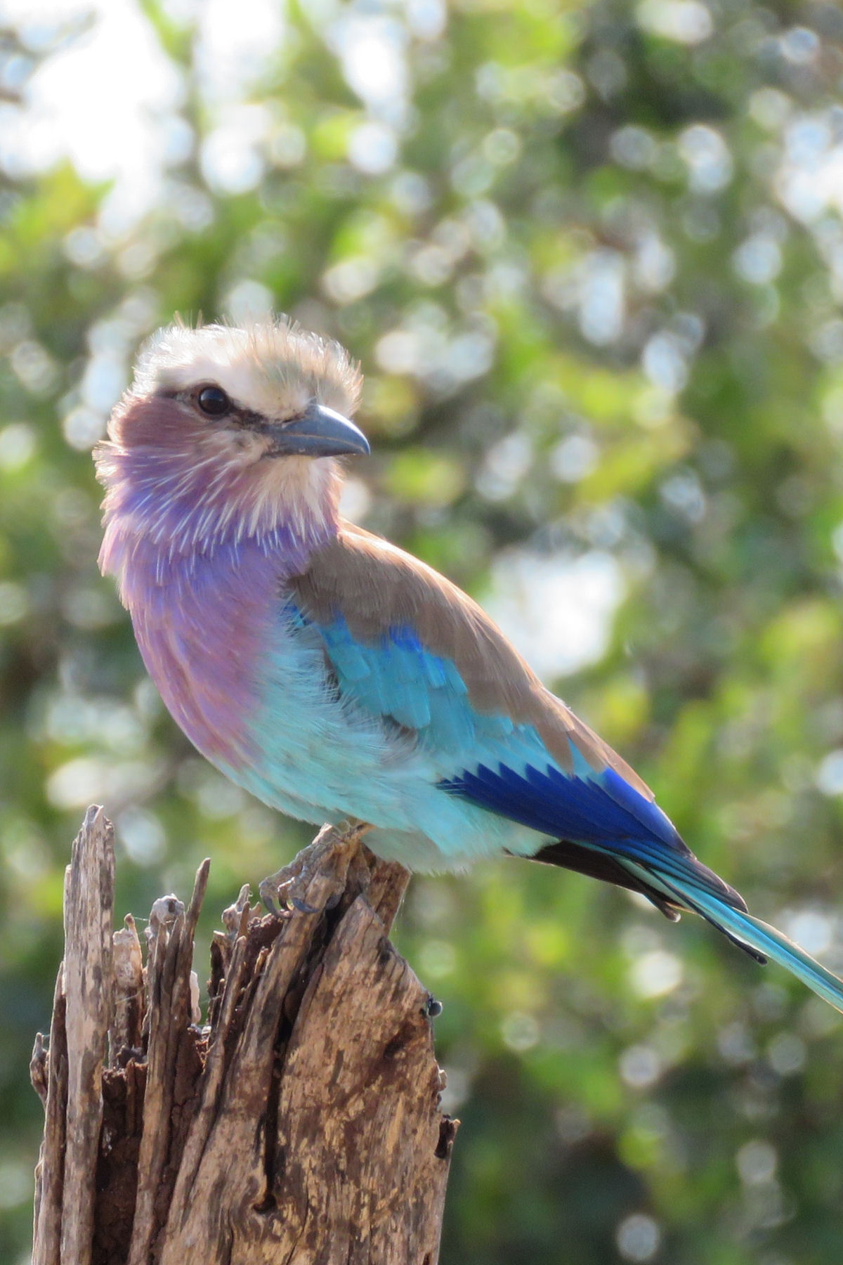 Photography Safaris, South Africa