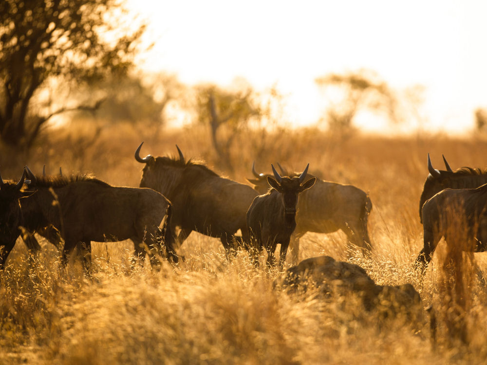 Hunting Prices, South Africa