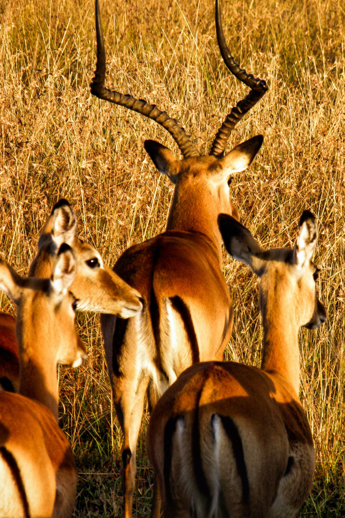 Sadaka Safaris, African Hunting Safari